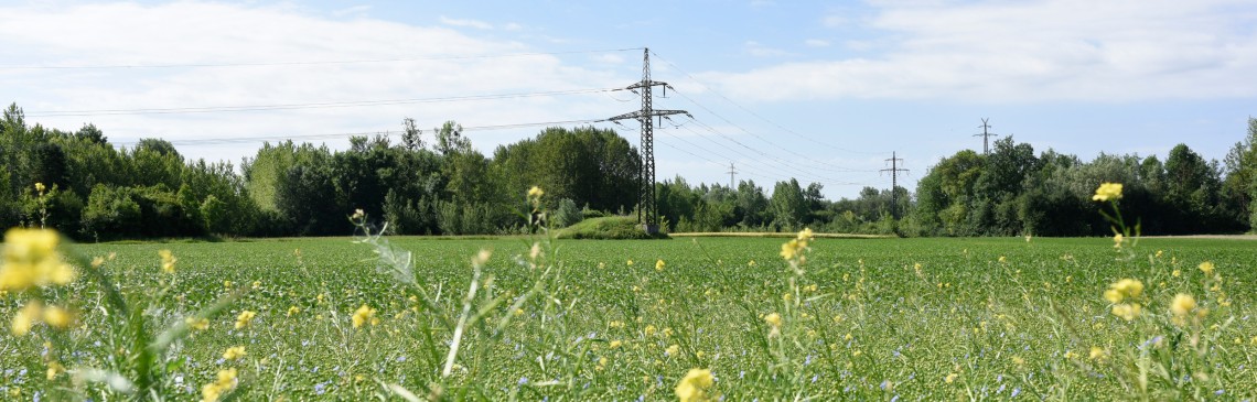 Eine blühende Sommerwiese mit einer Stromleitung im Hintergrund.